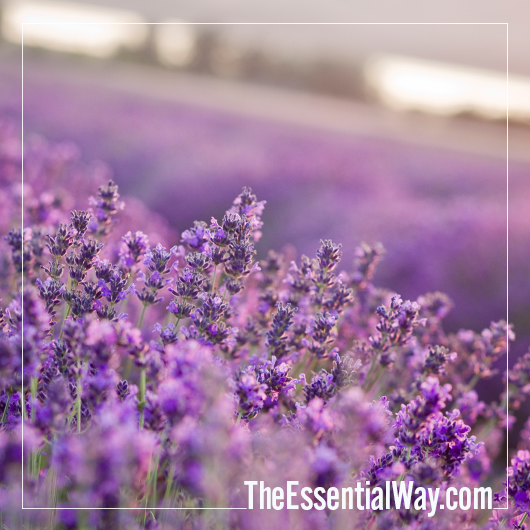 Young Living Lavender Fields The Essential Way